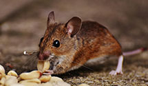 24 Hour & Emergency Exterminators in Santa Margarita, CA